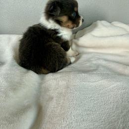 Maggie - Gray and white female American Corgi puppy in Oxford, Iowa from Burns Corgis