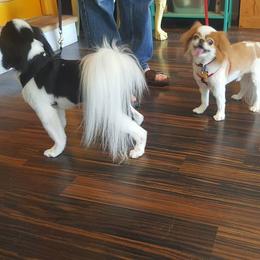 Japanese Chin All Grown Up from KaLor Japanese Chin