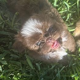 Shih Tzu Puppies from Staci Fidler