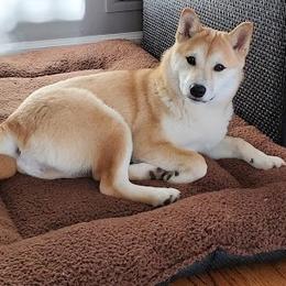 Missy - Shiba Inu