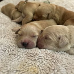 Golden Retriever Puppies from Apple Country Retrievers