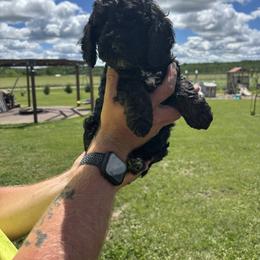 Fern - Phantom female Poodle puppy in Hillman, Minnesota from Granite Valley Poodles
