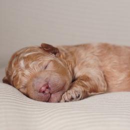 Yang - Apricot male Poodle puppy in Las Vegas, Nevada from Plush Toy Poodle Puppies & Pals