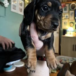 Paulie - Black and tan male Dachshund puppy in Jacksonville, North Carolina from Lizzie’s Doxies