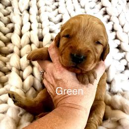 Green - Dark golden male Golden Retriever puppy in Calistoga, California from Willow’s AKC Golden Retrievers