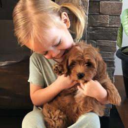 Violet - Red  female Goldendoodle puppy in Fredericksburg, Ohio from Timshell Farm Specialty Crossbreed Puppies