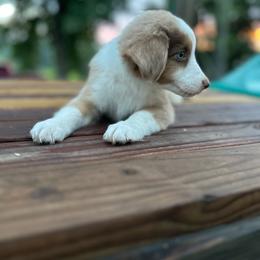 Elizabeth - Red merle female Miniature Australian Shepherd puppy in Doddridge, Arkansas from Huddleston Farm