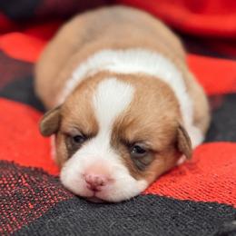 Stella - Red female Pembroke Welsh Corgi puppy in Beggs, Oklahoma from Blue Diamond Corgi’s