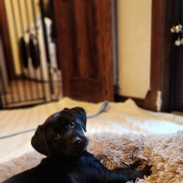 Labrador Retriever Puppies from Labs of Cottonhollow