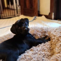 Labrador Retriever Puppies from Labs of Cottonhollow
