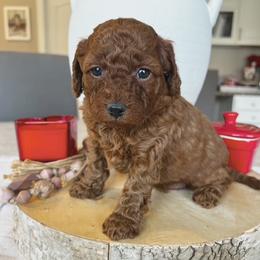 Girl 2 - female Goldendoodle puppy in Mapleton, Utah from Skyridge Doodles