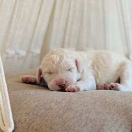 Denali - White female Poodle puppy in Hartwell, Georgia from Lake Hartwell Standard Poodles