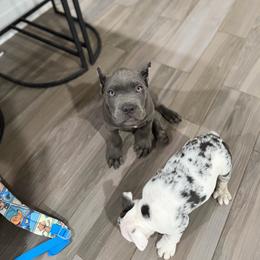 Black collar male - Gray male Cane Corso puppy in San Tan Valley, Arizona from Lofty Legends