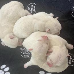 Girl 1 - White female West Highland White Terrier puppy in Boaz, Alabama from Creekside Westies