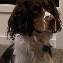 English Springer Spaniel All Grown Up from STORYSIDESPRINGERS