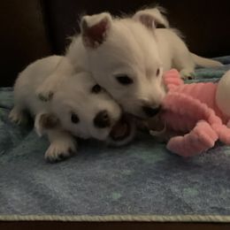 West Highland White Terrier Puppies from Sand Dollar Westies of Delaware