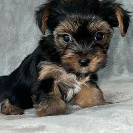 Emma - Black and tan female Yorkshire Terrier puppy in Jacksonville, Florida from The Yorkie Shack