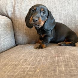 Styles 2000 - Black and tan male Dachshund puppy in Tonopah, Arizona from Brandie's Dachshunds