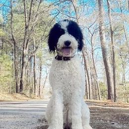 Sheepadoodles from Willow the Sheepie