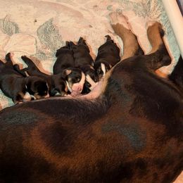 Girl 3 - Black, white and red female Greater Swiss Mountain Dog puppy in Hockessin, Delaware from Simply Swissies
