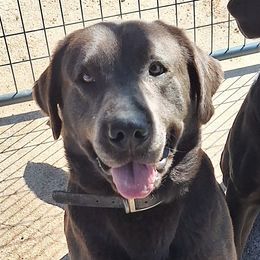 Epic - Labrador Retriever