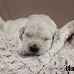 Golden Retriever Puppies from Mountain Sky Goldens   https://youtu.be/30SVQesEtig?si=CMjASv_Tza1VKSNt