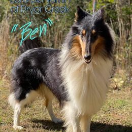 Ben - Collie