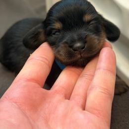 Blue Boy - Black and tan male Dachshund puppy in Horizon City, Texas from Willipaws