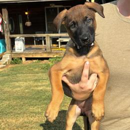 Light Pink F - Red sable female Belgian Malinois puppy in Dewy Rose, Georgia from Rolling G Kennels