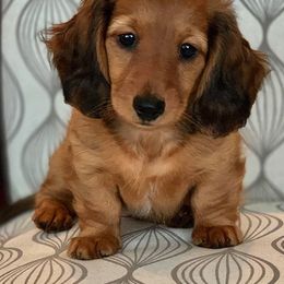Dachshund Puppies from MyGaDachs
