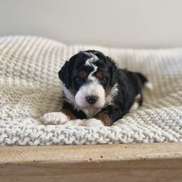 Bernedoodle, Goldendoodle, and Poodle Puppies from Central Valley Canine Companions