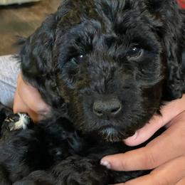 Australian Labradoodle and Goldendoodle Puppies from The Moon Doodles