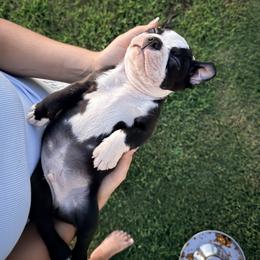 Boston Terrier Puppies from Liliya Hellams