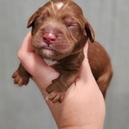 Blue Collar Male - Red male Cockapoo puppy in Mocksville, North Carolina from Hunting Creek Farms