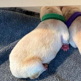 Forest - Yellow male Labrador Retriever puppy in Rock Hill, South Carolina from North Star Retrievers