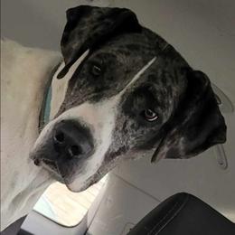 Charlie - Great Dane