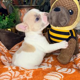 Ember - Cream male French Bulldog puppy in Peoria, Arizona from A Quality French Bulldogs AZ