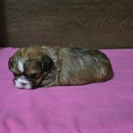 Girl 2 - Gold female Shih Tzu puppy in Meadows Of Dan, Virginia from Walt’s Shih Tzus