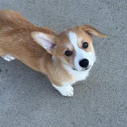 Boy 2 - Fawn and white male American Corgi puppy in Oxford, Iowa from Burns Corgis