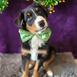Valentine - Black tri-color male Australian Shepherd puppy in Smithfield, Utah from Invictus Farms