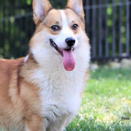 Marcus - Pembroke Welsh Corgi