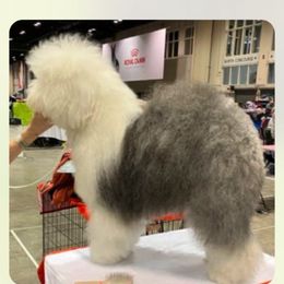 Old English Sheepdog All Grown Up from Signature’s  Old English Sheepdogs