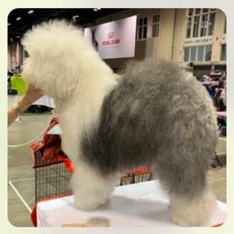 Old English Sheepdog All Grown Up from Signature’s  Old English Sheepdogs