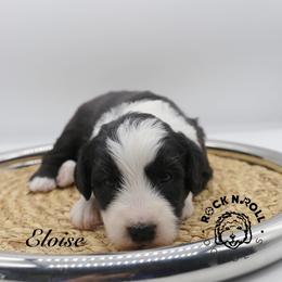 Eloise Bridgerton - Black and white female Sheepadoodle puppy in Edmond, Oklahoma from Rock N Roll Doodles