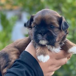 Holly - Tricolor female Shih Tzu puppy in Chico, California from North State Shih tzus