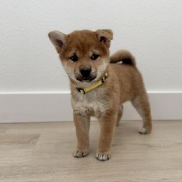 Momo - Red female Shiba Inu puppy in Texas from Sakura Blossom Shibas