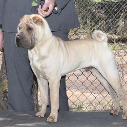 Jagger - Chinese Shar-Pei