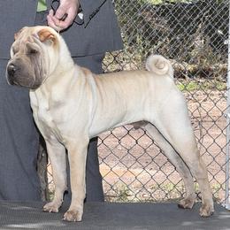 Jagger - Chinese Shar-Pei