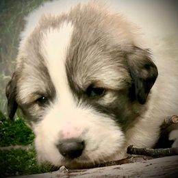 KEANU Black collar male - White and badger male Great Pyrenees puppy in Fair Grove, Missouri from Allen Wags & Woolies