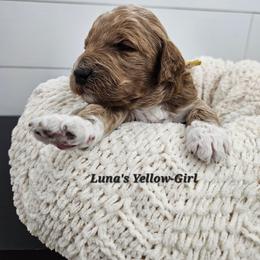 Yellow Girl - Apricot female Labradoodle puppy in Payson, Utah from Utah County Labradoodles